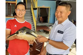 Devuelven en Vietnam rara tortuga a su hábitat natural