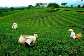 Té vietnamita de Thai Nguyen busca desarrollarse en los mercados mundiales 