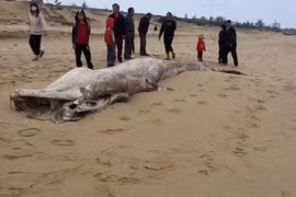 Descubren en provincia vietnamita restos de una ballena 