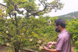 Provincia vietnamita de Quang Ninh promueve programa “cada comuna, un producto”