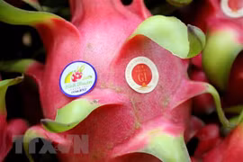 Certifican en Japón indicación geográfica de fruta del dragón de provincia vietnamita
