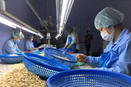 Destacan cooperación entre Vietnam y región de Medio Oriente y África