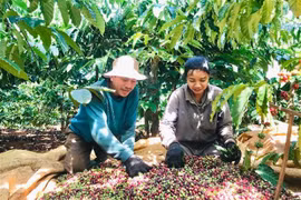 Vietnam promueve exportación de productos agrícolas y acuáticos a Argelia y Senegal