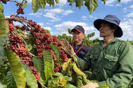 Exportación agrosilvícola y acuícola de Vietnam supera los tres mil millones de dólares en enero