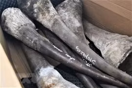Incautan en Vietnam gran cargamento importado de cuernos de rinoceronte y huesos de animales salvajes