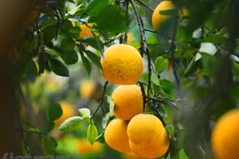 Pomelo vietnamita entrará en mercado estadounidense