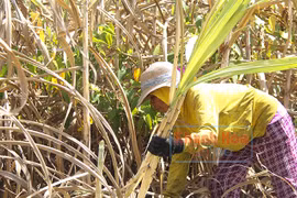 Provincia vietnamita impulsa desarrollo socioeconómico de las minorías étnicas