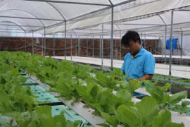 Ciudad Ho Chi Minh se convertirá en 2030 en centro de tecnología agrícola de alta calidad 