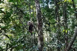 Provincia vietnamita de Binh Phuoc libera animales salvajes al entorno natural 