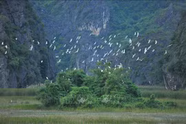 Vietnam intensifica conservación y uso sostenible de humedales