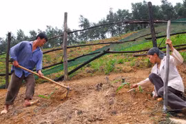 Provincia vietnamita aumenta inversiones en proyectos de control de erosión