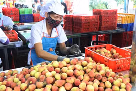 Provincia vietnamita de Hai Duong exporta por primera vez lichi a Tailandia 