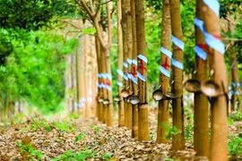 Promueven Vietnam y Laos cooperación en desarrollo agrícola y forestal