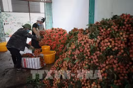 Lichis vietnamitas llegan a mercado europeo a través de plataforma de comercio electrónico