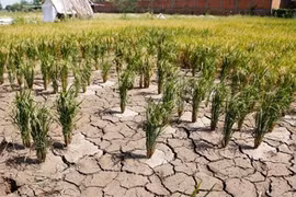 Camboya completa NDC actualizada de convención sobre cambio climático