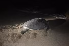 Liberan al mar tortuga rara en Vietnam