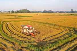 Vietnam cumplirá pronto meta sobre exportación de arroz en 2021