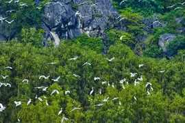 Vietnam promueve cooperación con Fondo Mundial para la Naturaleza