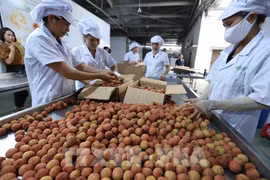 Valor de exportaciones de Vietnam aumenta 30,7 por ciento en cinco meses 