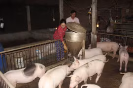 Vietnam tendrá vacuna contra peste porcina africana en tercer trimestre de 2021