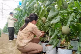 Provincia vietnamita de Tien Giang por crear más empleos en 2021