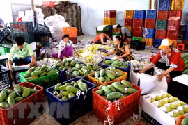 Aumentan exportaciones vietnamitas de frutas y hortalizas en primera mitad del año