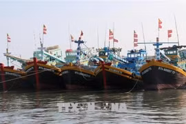 Provincia vietnamita aplica sanciones estrictas contra casos de pesca ilegal