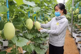 Australia apoya a Vietnam en desarrollo de agricultura de alta tecnología