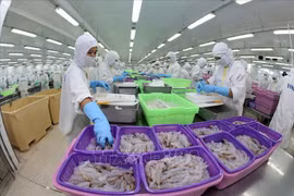 Vietnam apunta a convertirse en el principal productor de camarones del mundo 