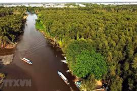 Vietnam trabaja por conservar los ecosistemas del Delta del río Mekong