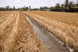 Primer ministro de Vietnam dirige respuesta a intrusión salina en delta del río Mekong