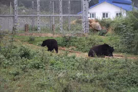 Vietnam fortalece protección de vida silvestre