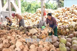 Bélgica desea respaldar a Vietnam en producción de carbón desde bonote