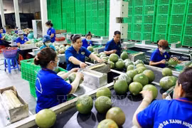 Exportaciones de verduras y frutas de Vietnam esperan nuevas perspectivas