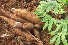 Exportaciones de yuca experimentan un crecimiento récord en enero