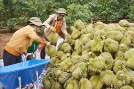 Exportaciones de productos vietnamitas a China siguen siendo punto brillante