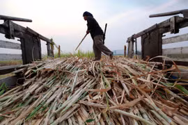 Producción de caña de azúcar de Tailandia disminuye debido a sequía