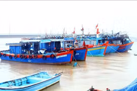 Destacan logros de provincia de Phu Yen en la lucha contra la pesca ilegal