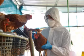 Detectan brote de gripe aviar H5N1 en Laos