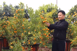 Celebrarán en Hanoi festival de productos OCOP en saludo al Año Nuevo Lunar