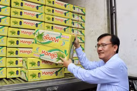 Provincia vietnamita exporta el primer lote de mangos de acacia a Corea del Sur