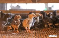 Filipinas prohíbe importaciones de aves de corral procedentes de Bélgica y Francia