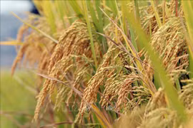 CPP - factor indispensable en proyecto arrocero de alta calidad de Vietnam