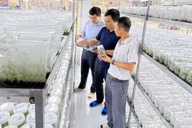 Empresas vietnamitas aceleran transformación digital y verde para lograr avances