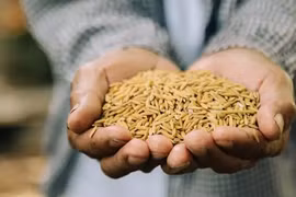 Exportaciones de arroz de Tailandia superarían objetivo para 2024