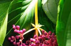 Orquídeas de Malasia se consideran exportaciones potenciales