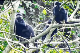 Aparece especie rara de langur en provincia central de Quang Tri