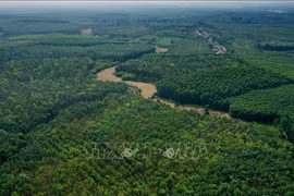 Quang Tri promueve protección de bosques y forestación para reducir emisiones