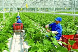 Producción verde ayuda a garantizar agricultura sostenible, según expertos