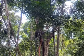 Parque nacional devuelve animales salvajes raros a la naturaleza